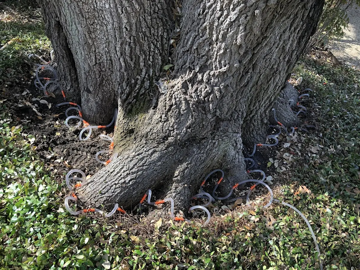 Detailed Tree Cabling and Bracing job site in Kenova